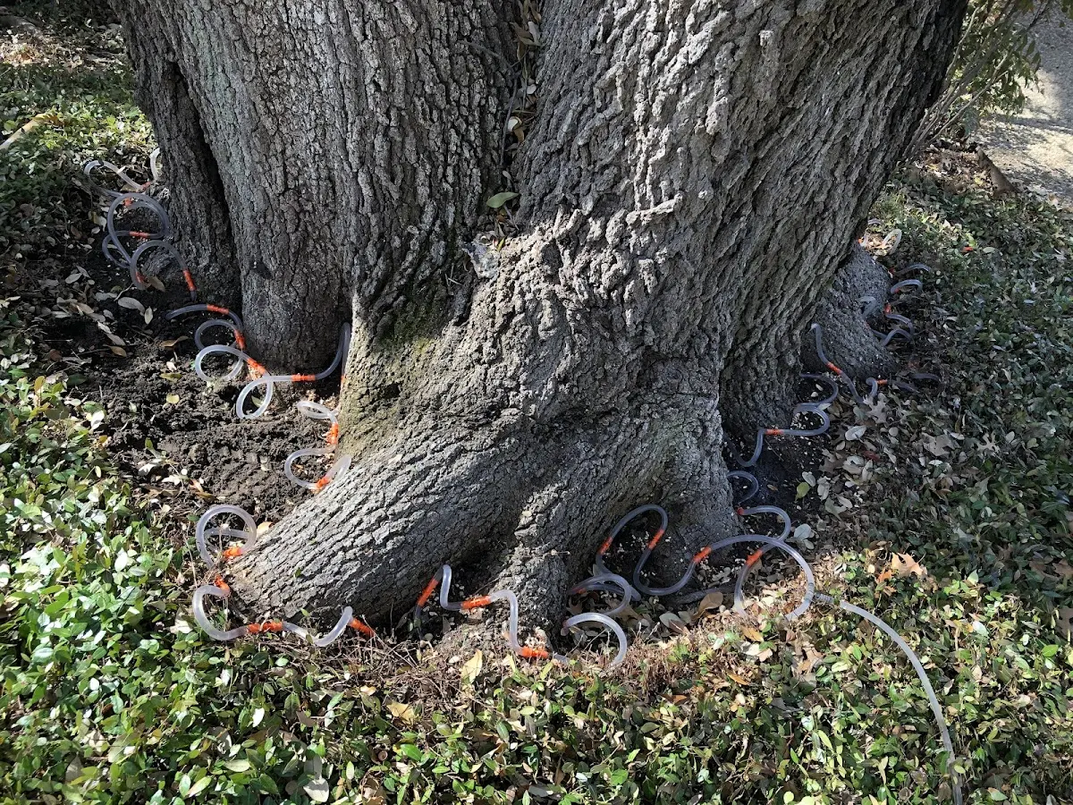 Detailed Tree Cabling and Bracing job site in Jessup